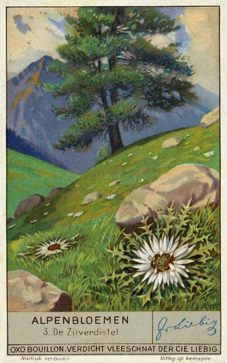 Silberdistel (Chromolithografie) von European School