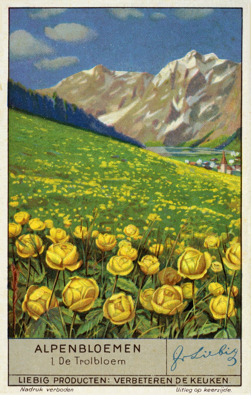 Trollblume (Chromolithografie) von European School