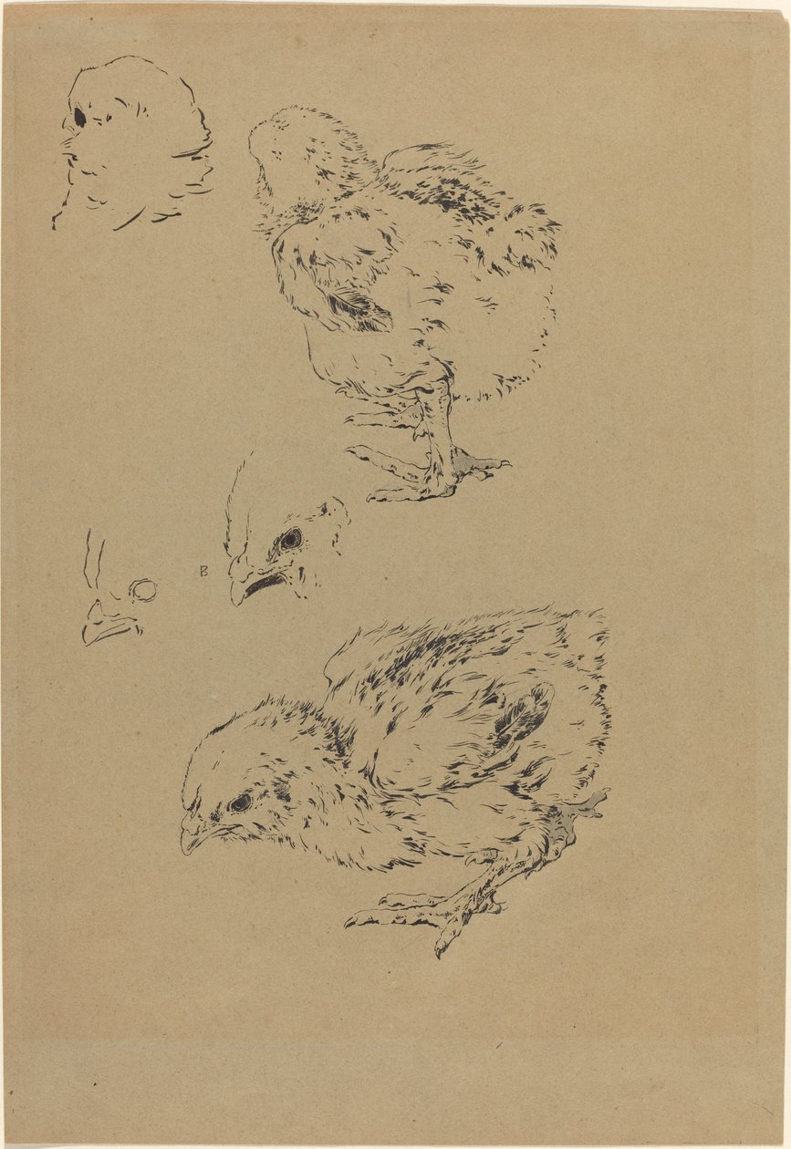 Küken von Felix Bracquemond