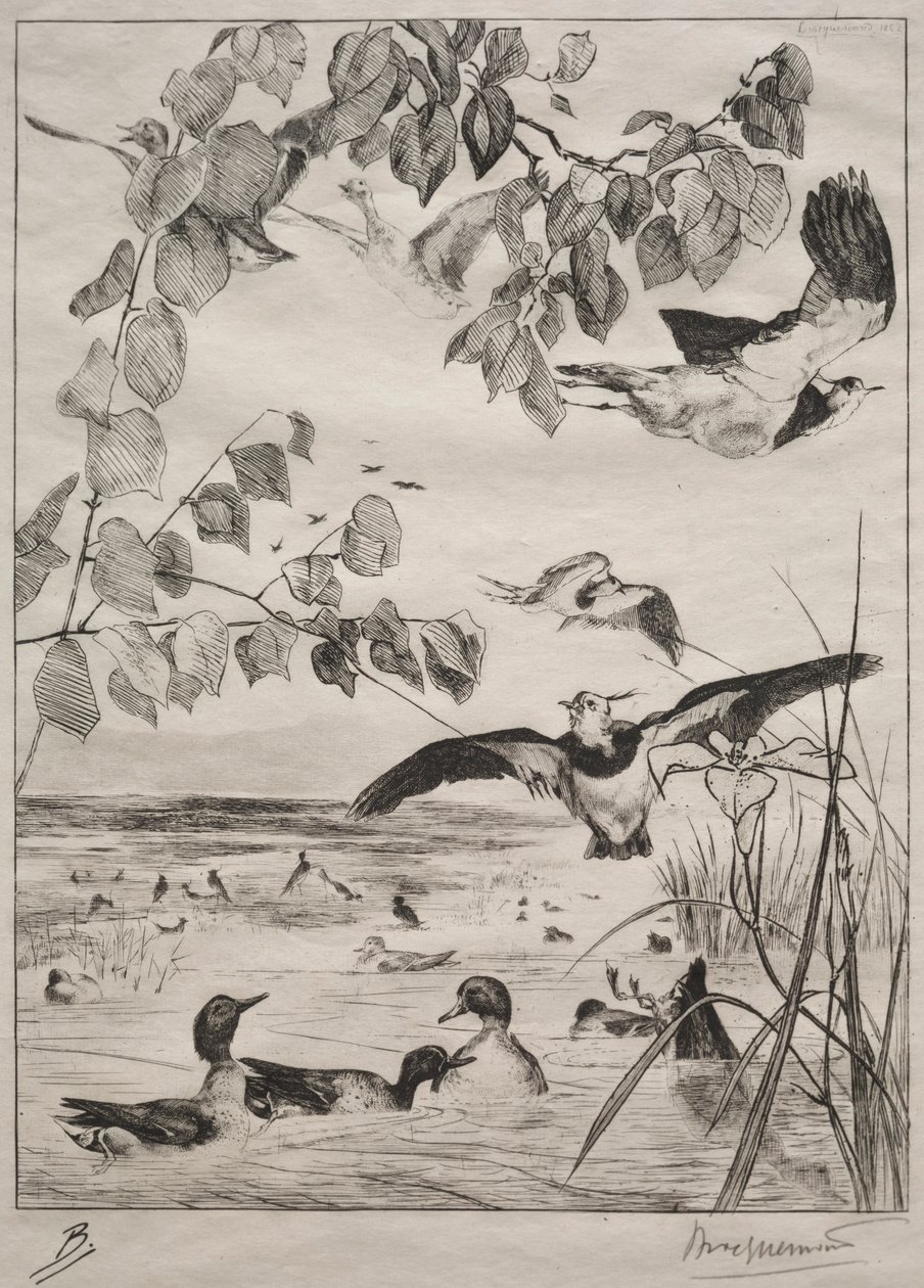 Kiebitze und Krickenten, 1862 von Felix Bracquemond