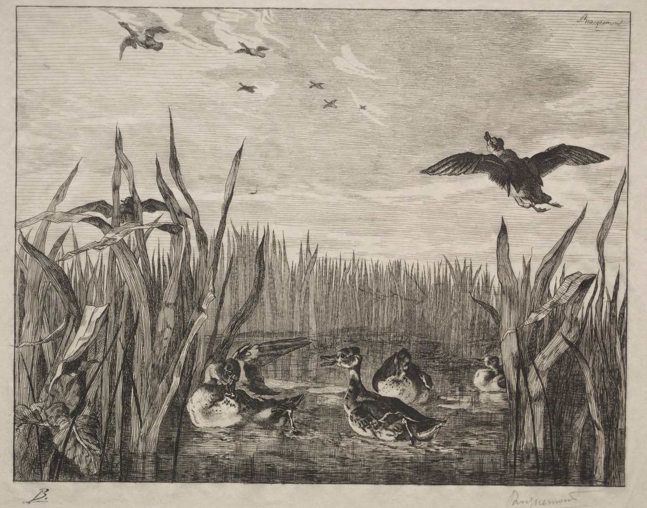 Krickente, 1853 von Felix Bracquemond