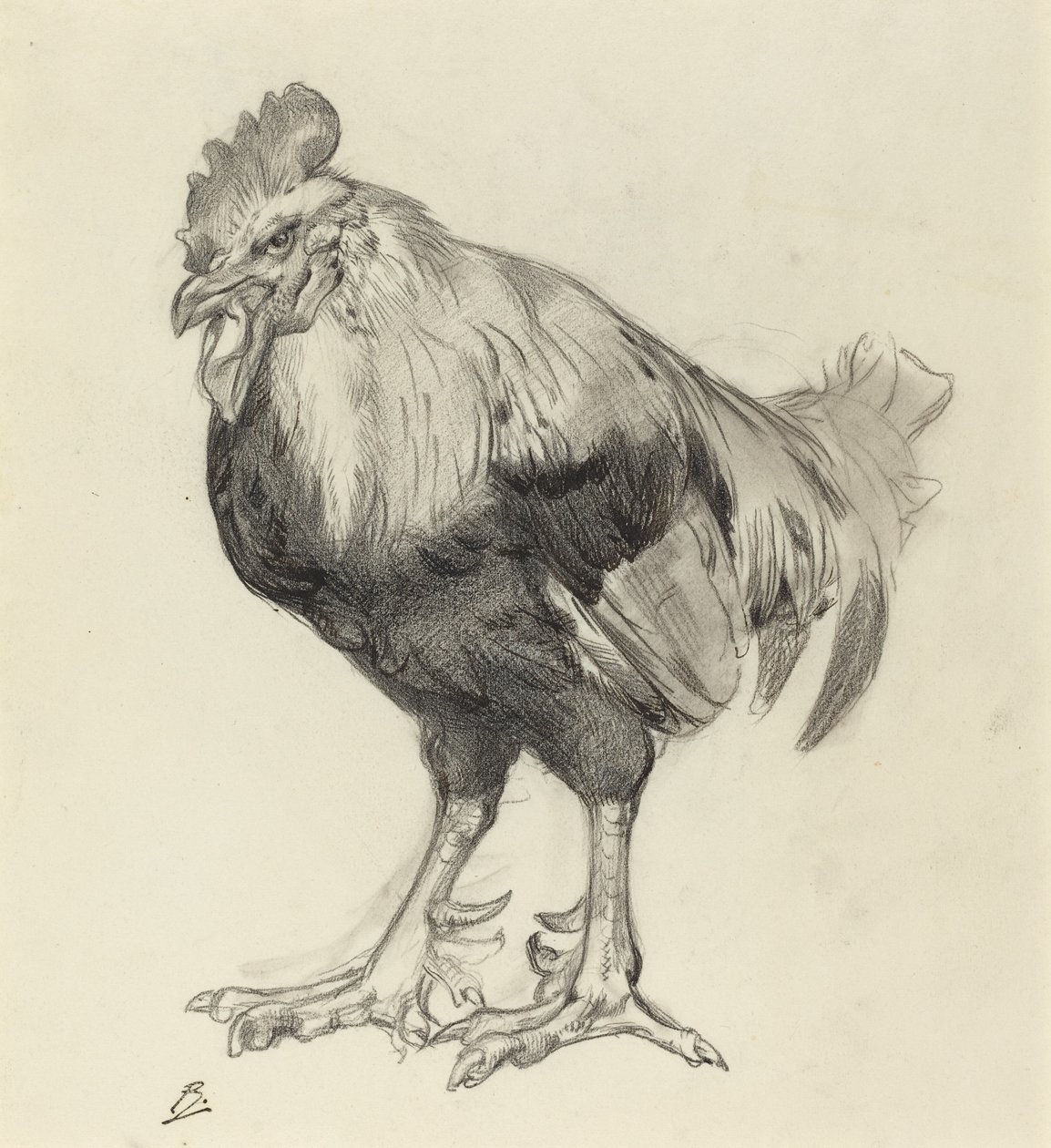 Der alte Hahn von Felix Bracquemond