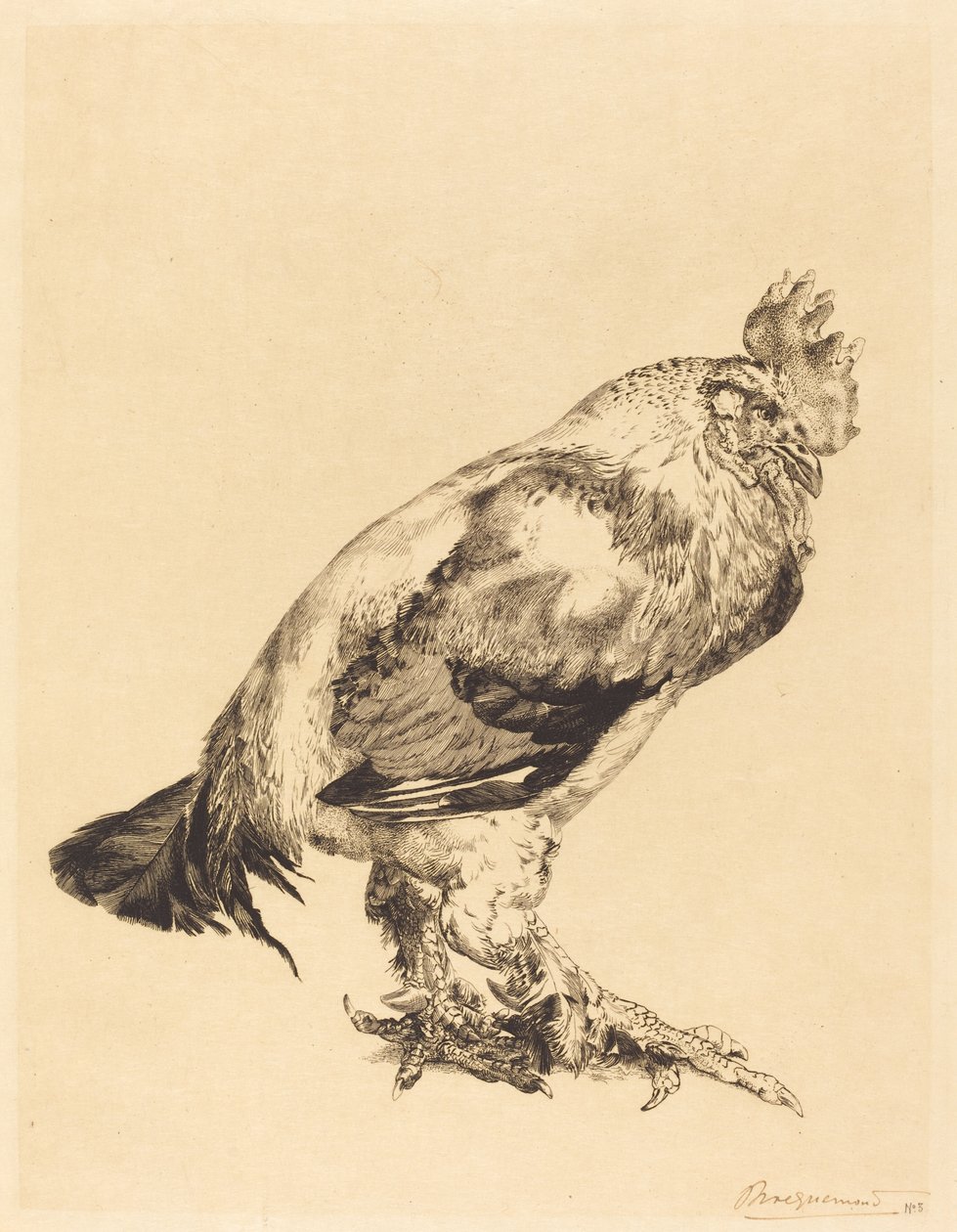 Der alte Hahn von Felix Bracquemond