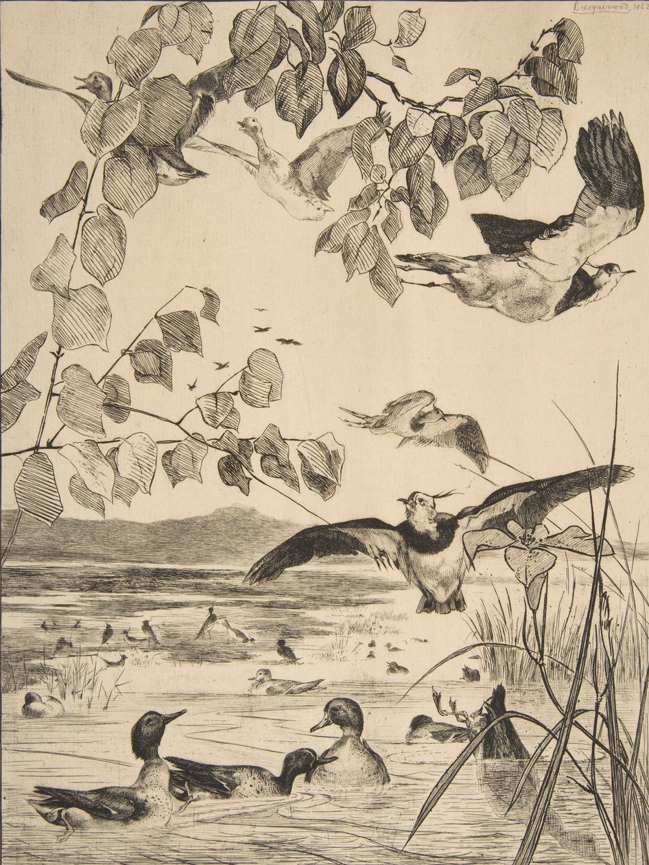 Kiebitze und Krickenten von Felix Bracquemond