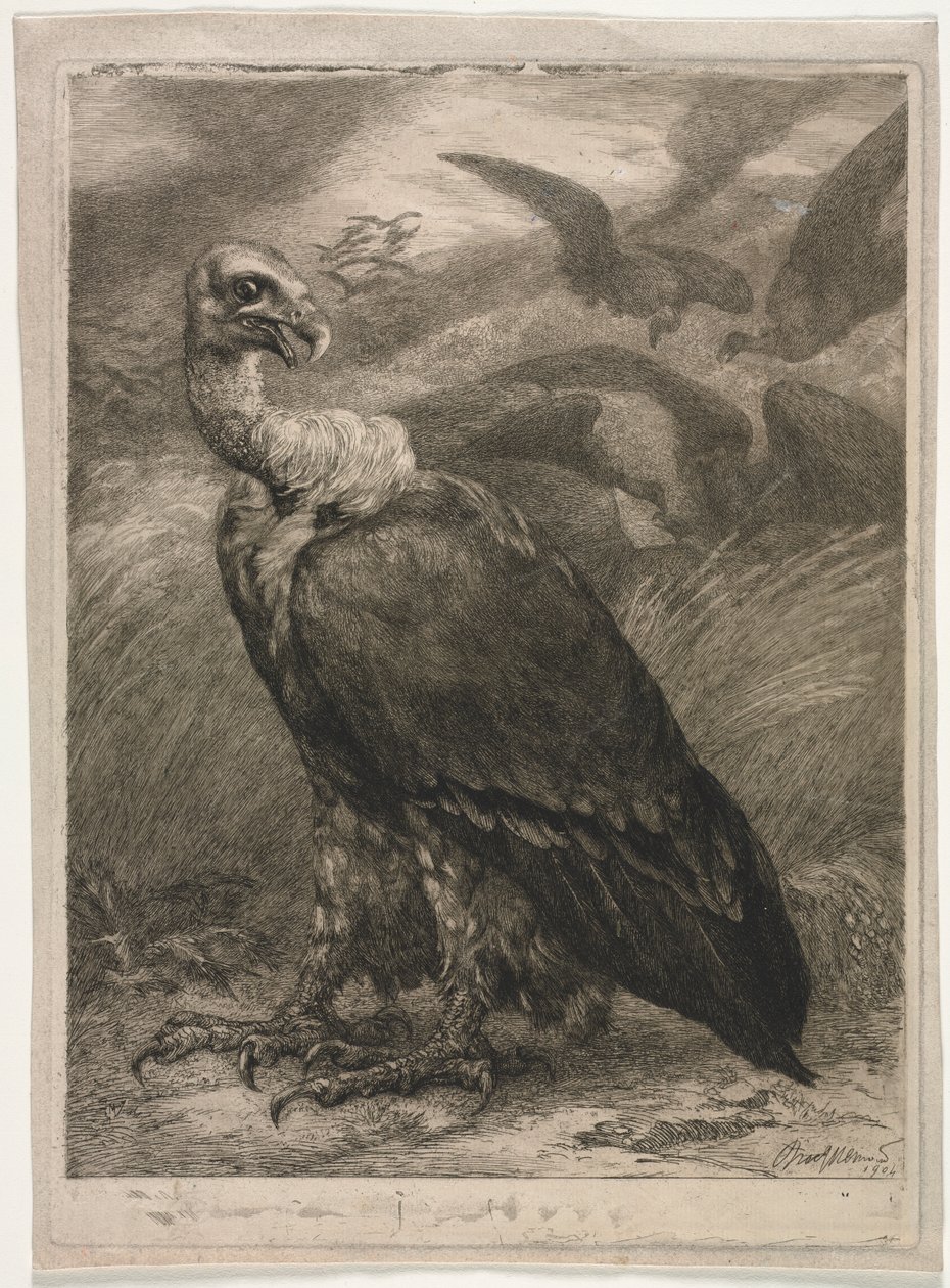 Geier von Felix Bracquemond