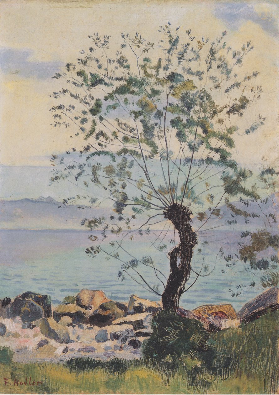 Weidebaum am See von Ferdinand Hodler