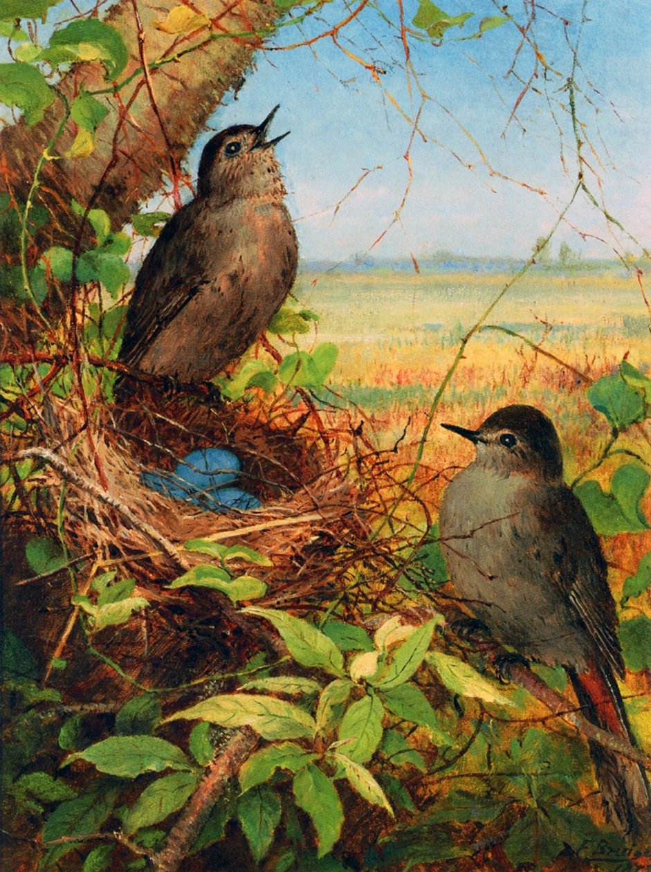 Drosseln bei ihrem Nest von Fidelia Bridges
