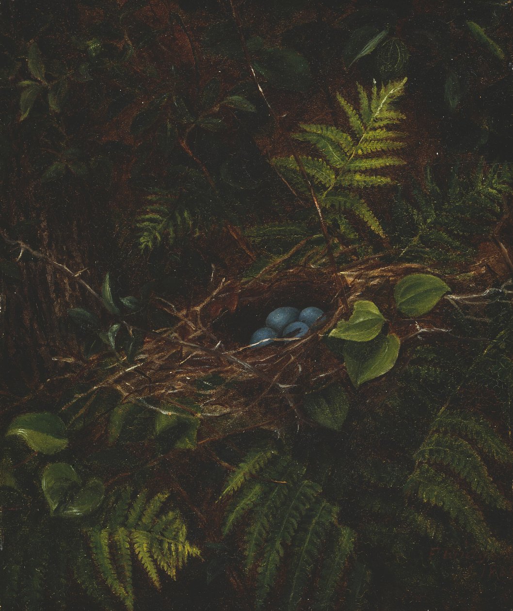 Vogelnest und Farne von Fidelia Bridges