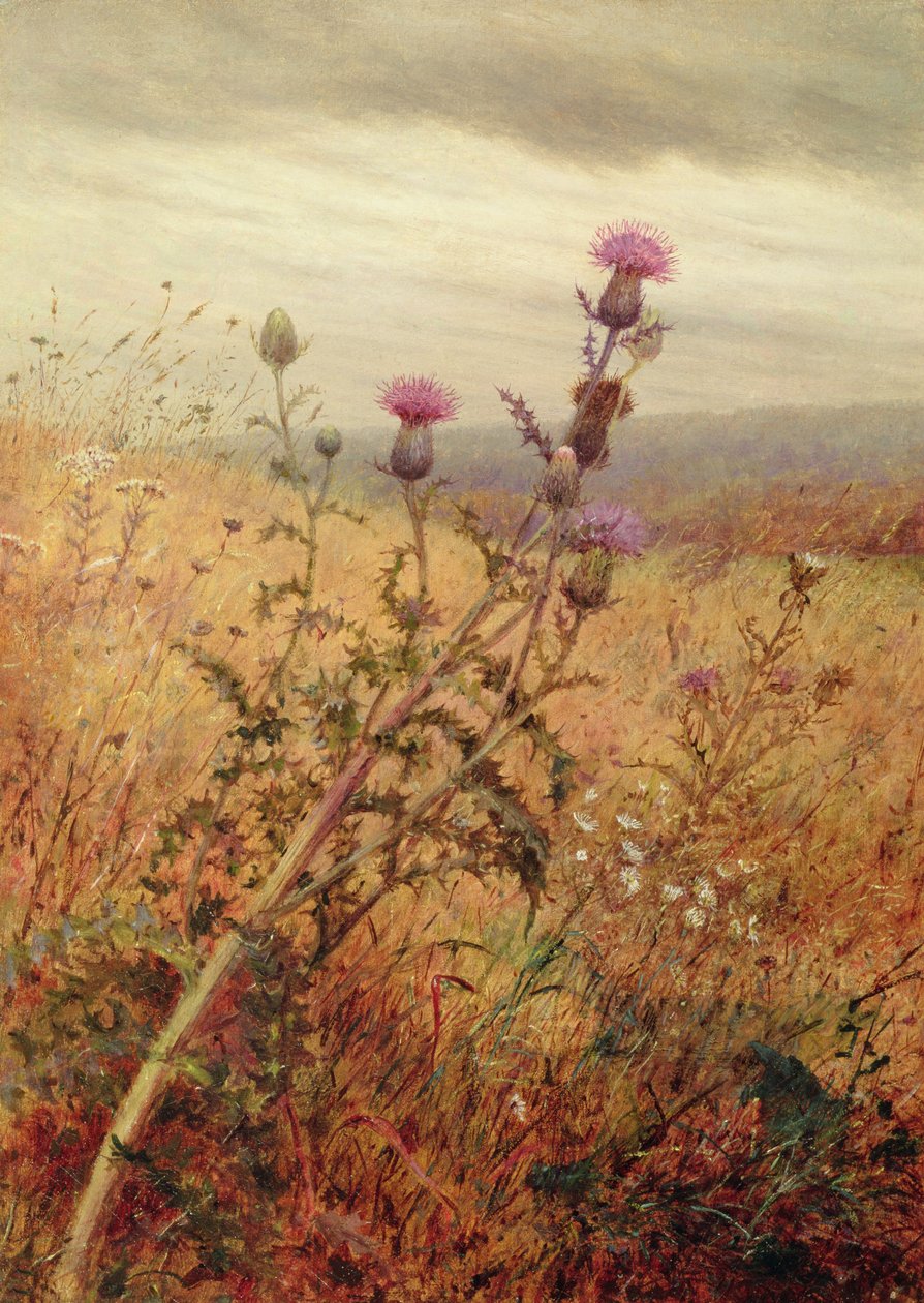 Distel auf einem Feld, 1875 von Fidelia Bridges