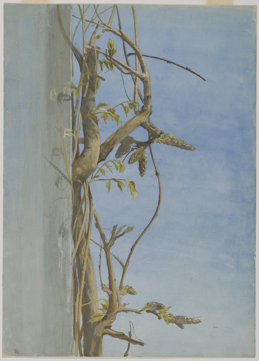 Blauregen an einer Wand von Fidelia Bridges