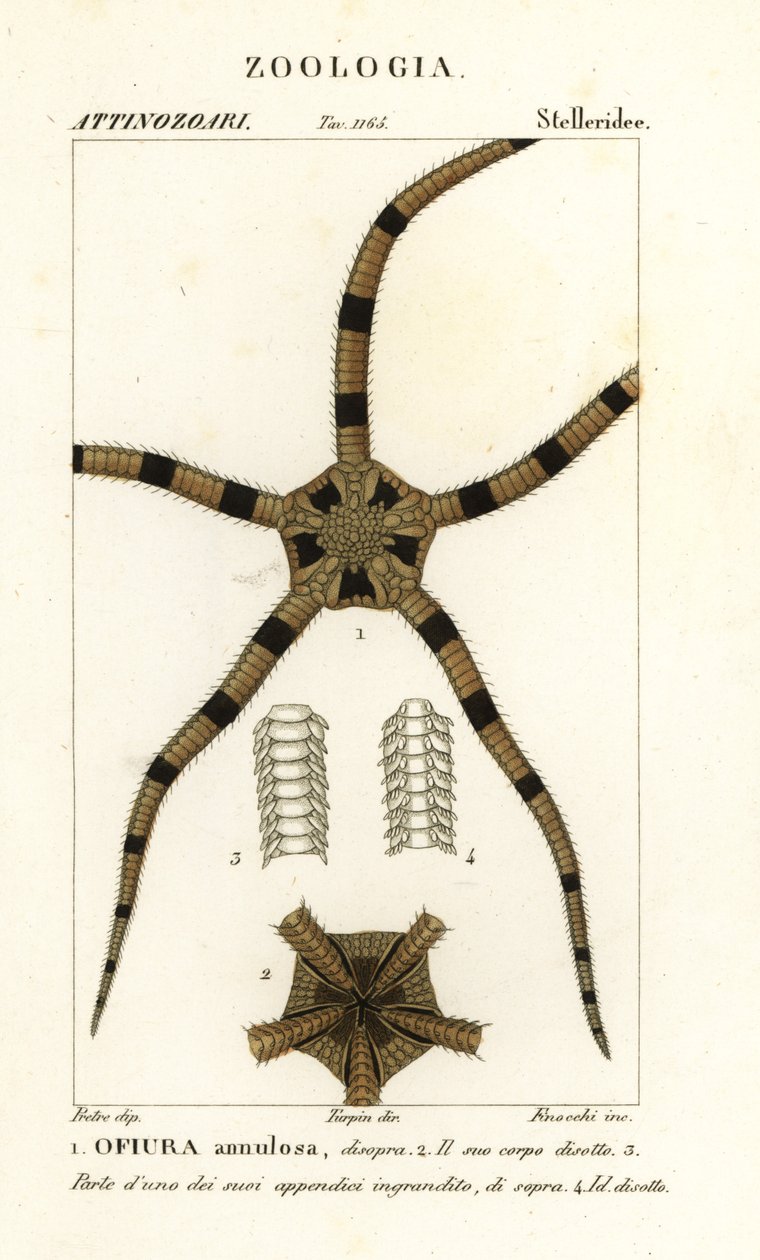 Schlangenstern, Ophiomastix annulosa, Ophiura annulosa von Finocchi Finocchi