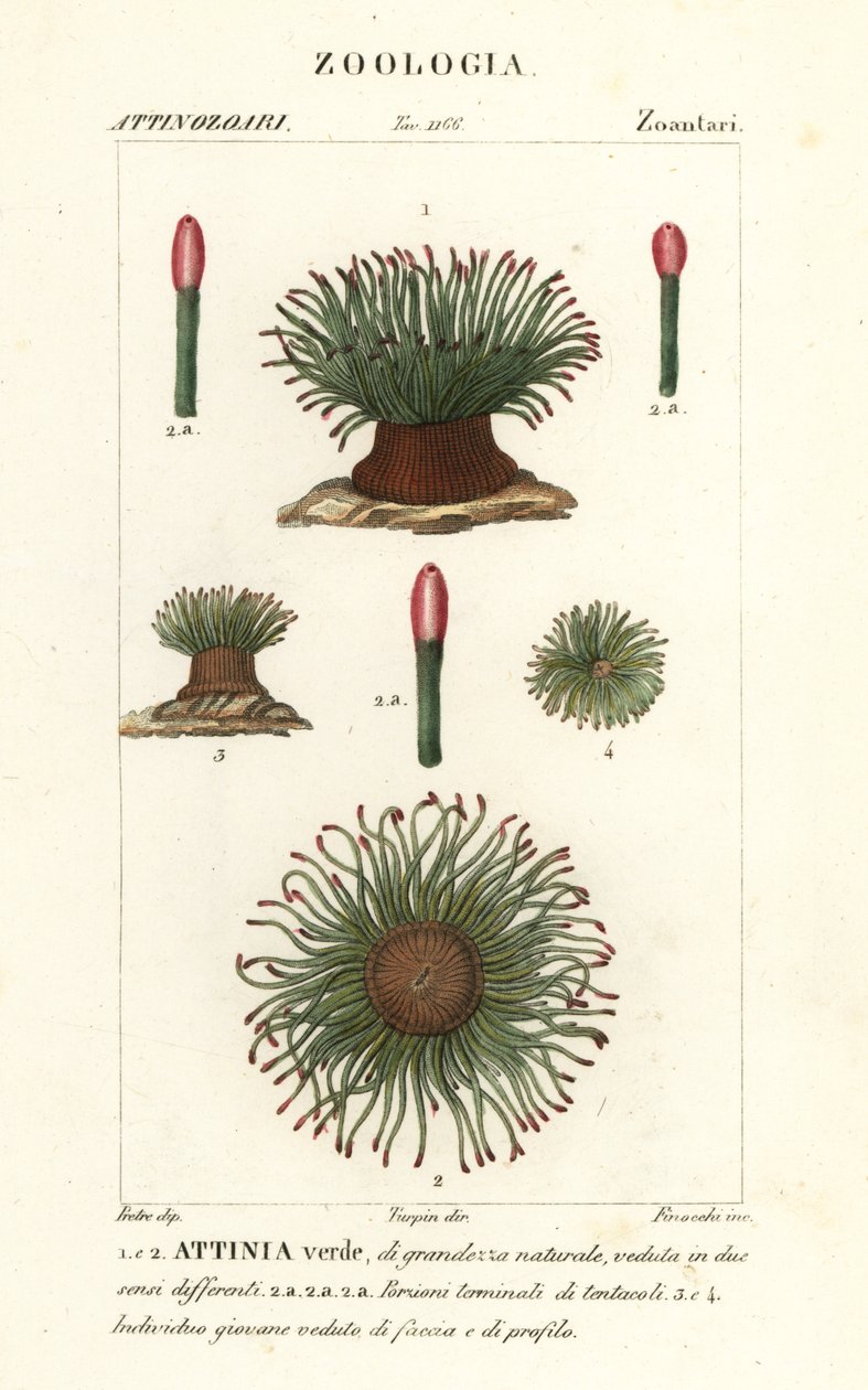 Mittelmeer-Schlangenhaar-Seeanemone, Anemonia sulcata von Finocchi Finocchi