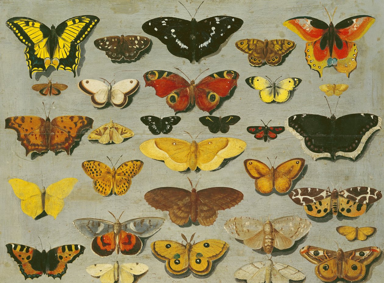 Schmetterlinge von Flemish School