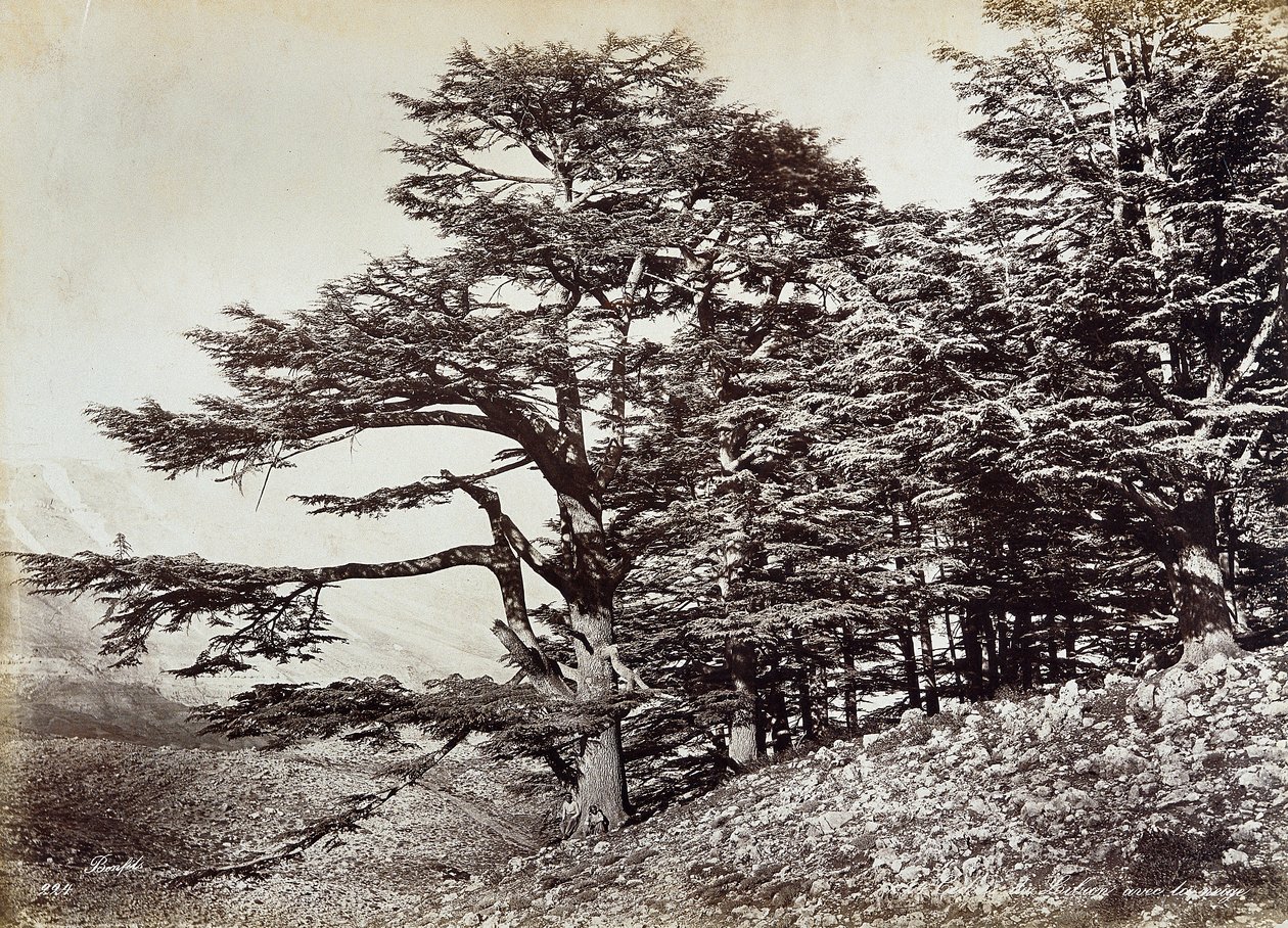 Großer Zedernbaum im Libanon von Félix Bonfils