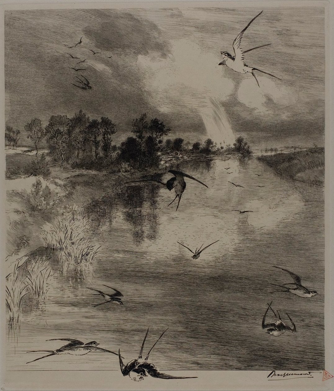 Schwalben von Félix Henri Bracquemond