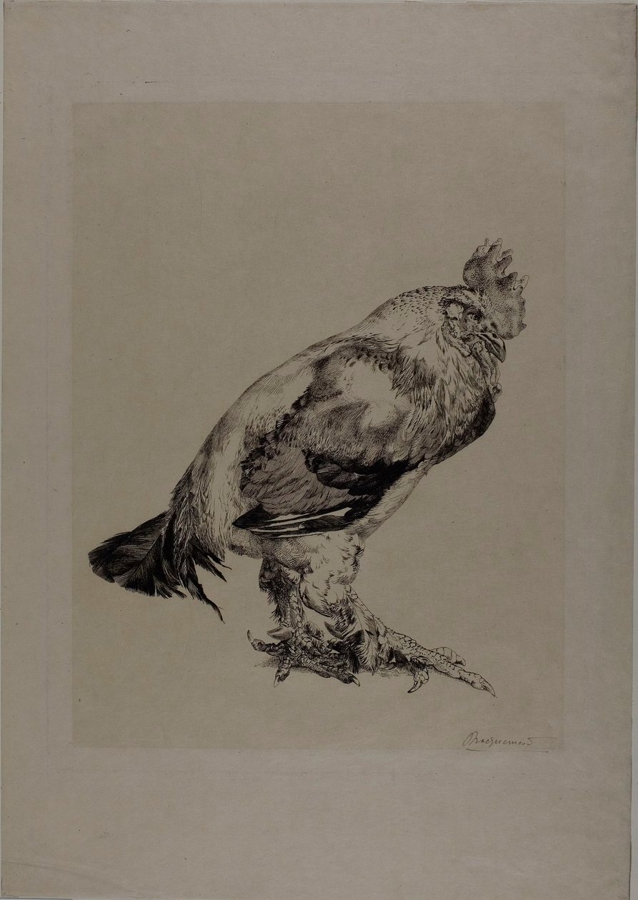 Der alte Hahn von Félix Henri Bracquemond