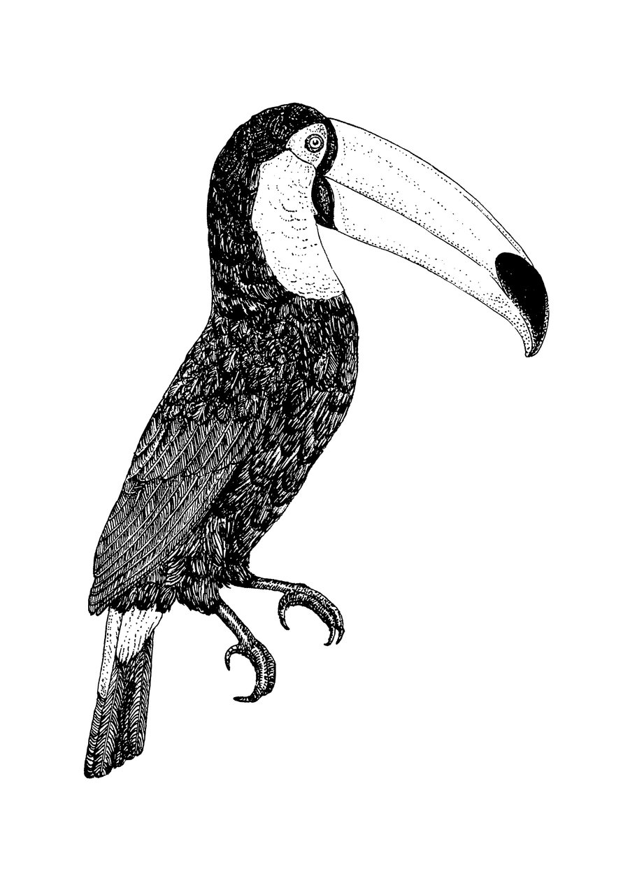 Toco Schwarz-Weiß von Florent Bodart