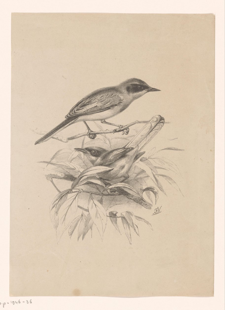Zwei kleine Vögel auf einem Ast von Floris Verster