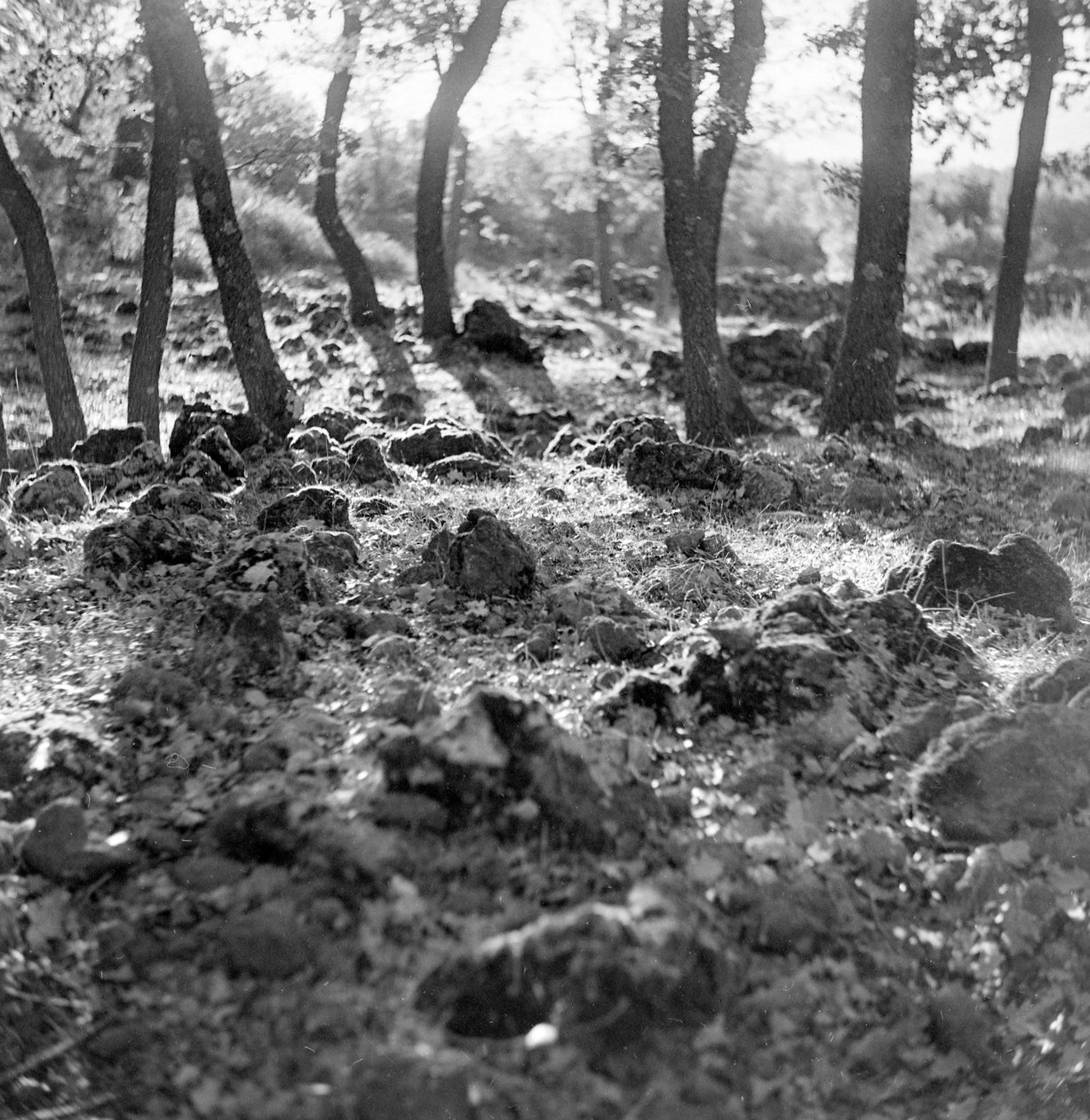 Wald auf dem Ätna von Fosco Maraini