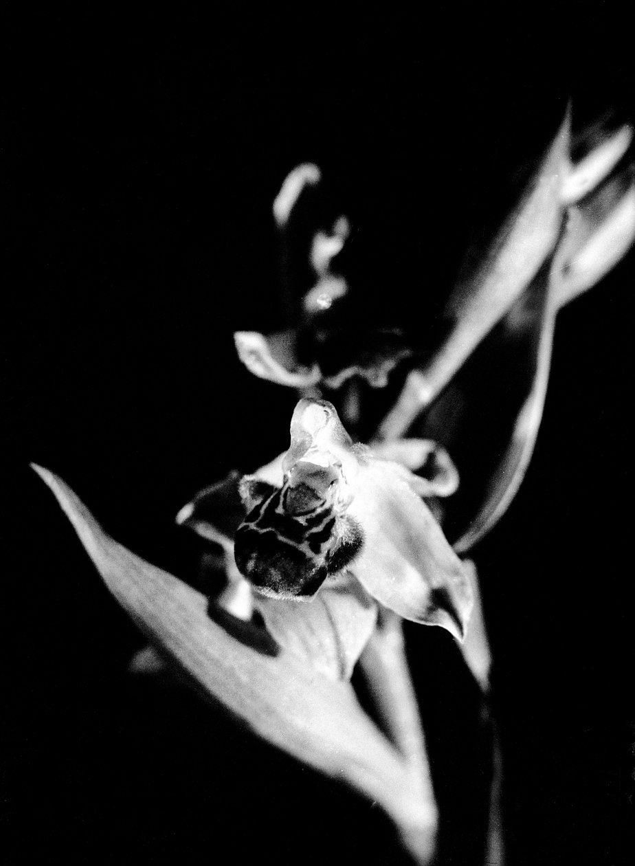 Wilde Orchidee von Fosco Maraini