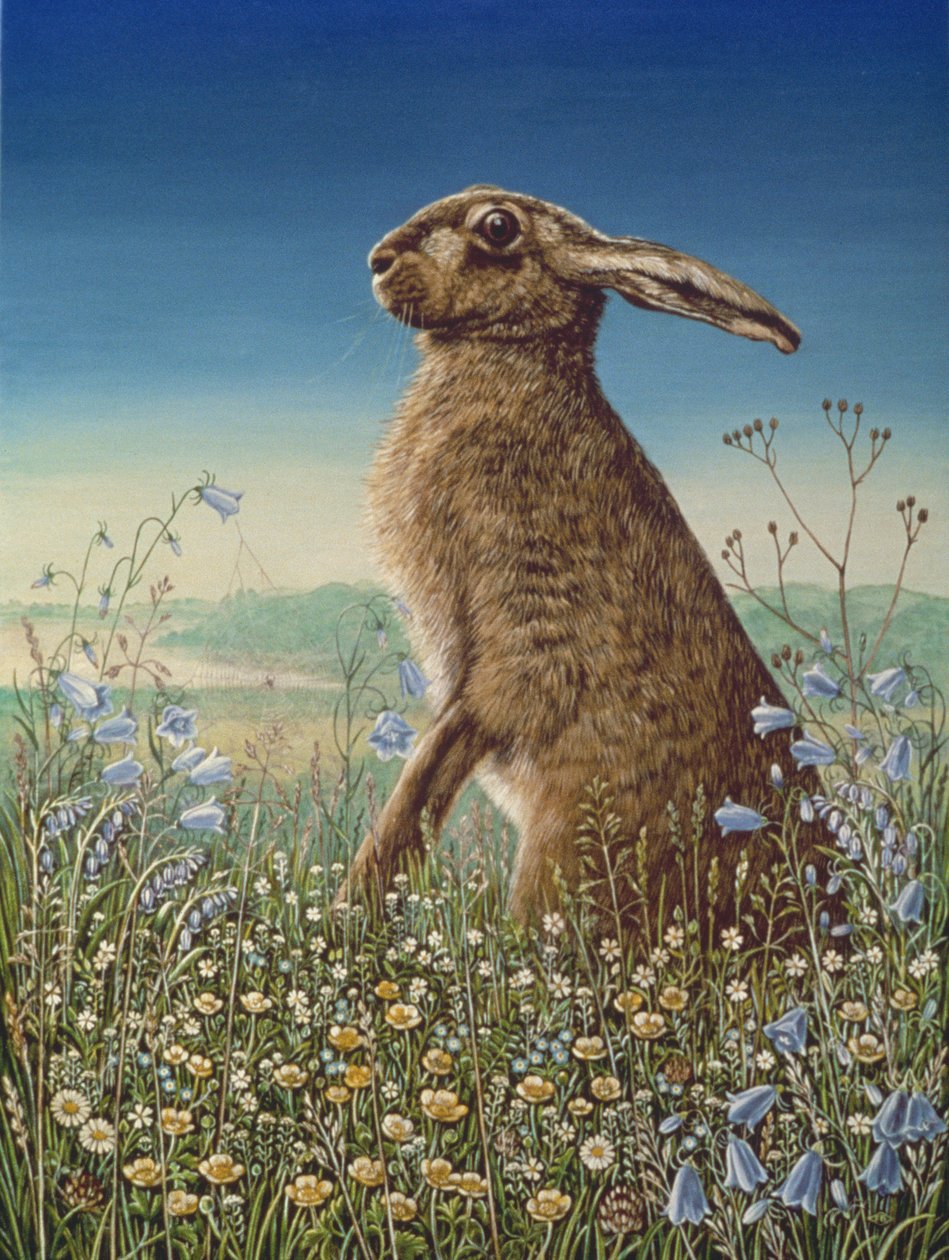 Hase von Frances Broomfield
