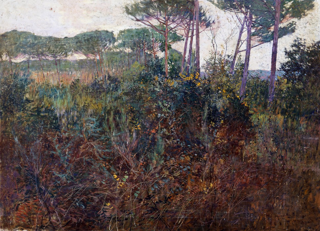 Pinienwälder in Torre del Lago von Francesco Fanelli