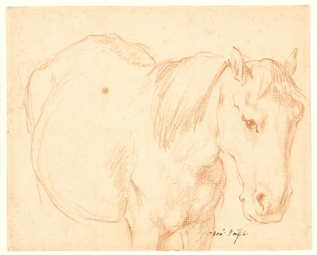 Ein Pferd von Francesco Fernandi