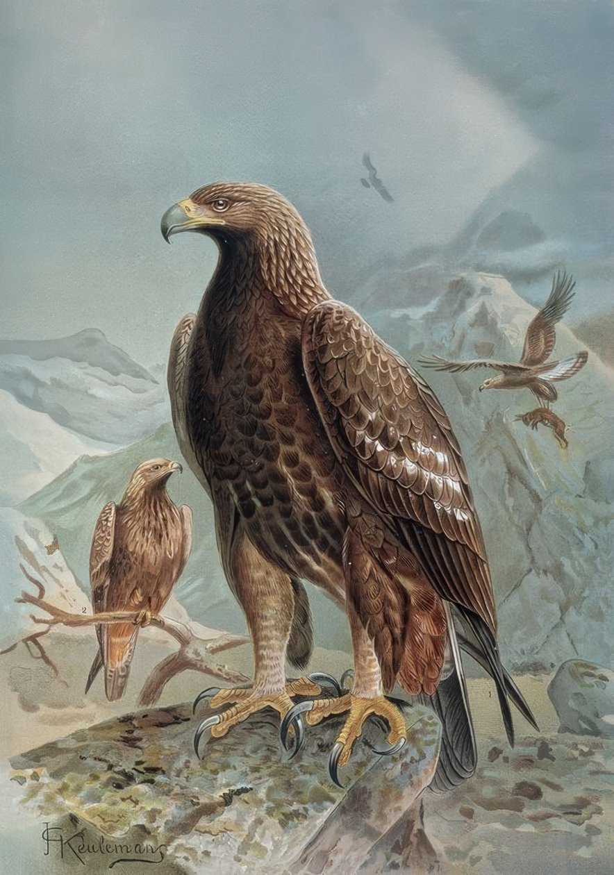 Gravur - Wilder oder Leonadischer Adler - Weibchen und Jungtier von Francia