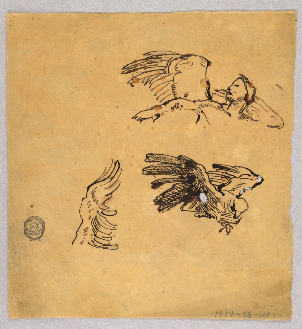 Studien von Flügeln von Francis Augustus Lathrop