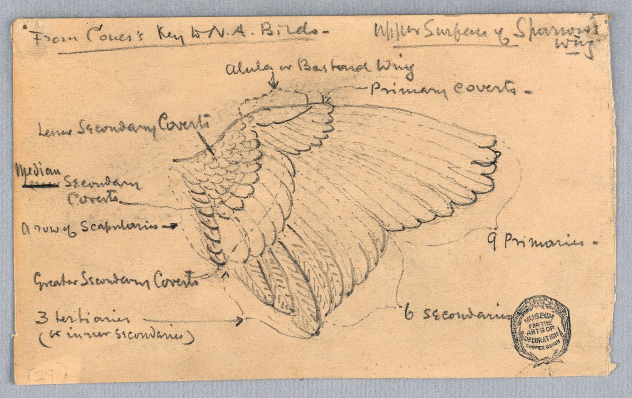 Studie eines Spatzenflügels von Francis Augustus Lathrop