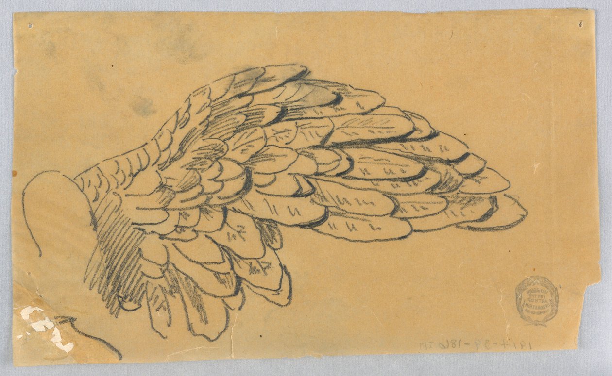 Studie eines Flügels von Francis Augustus Lathrop