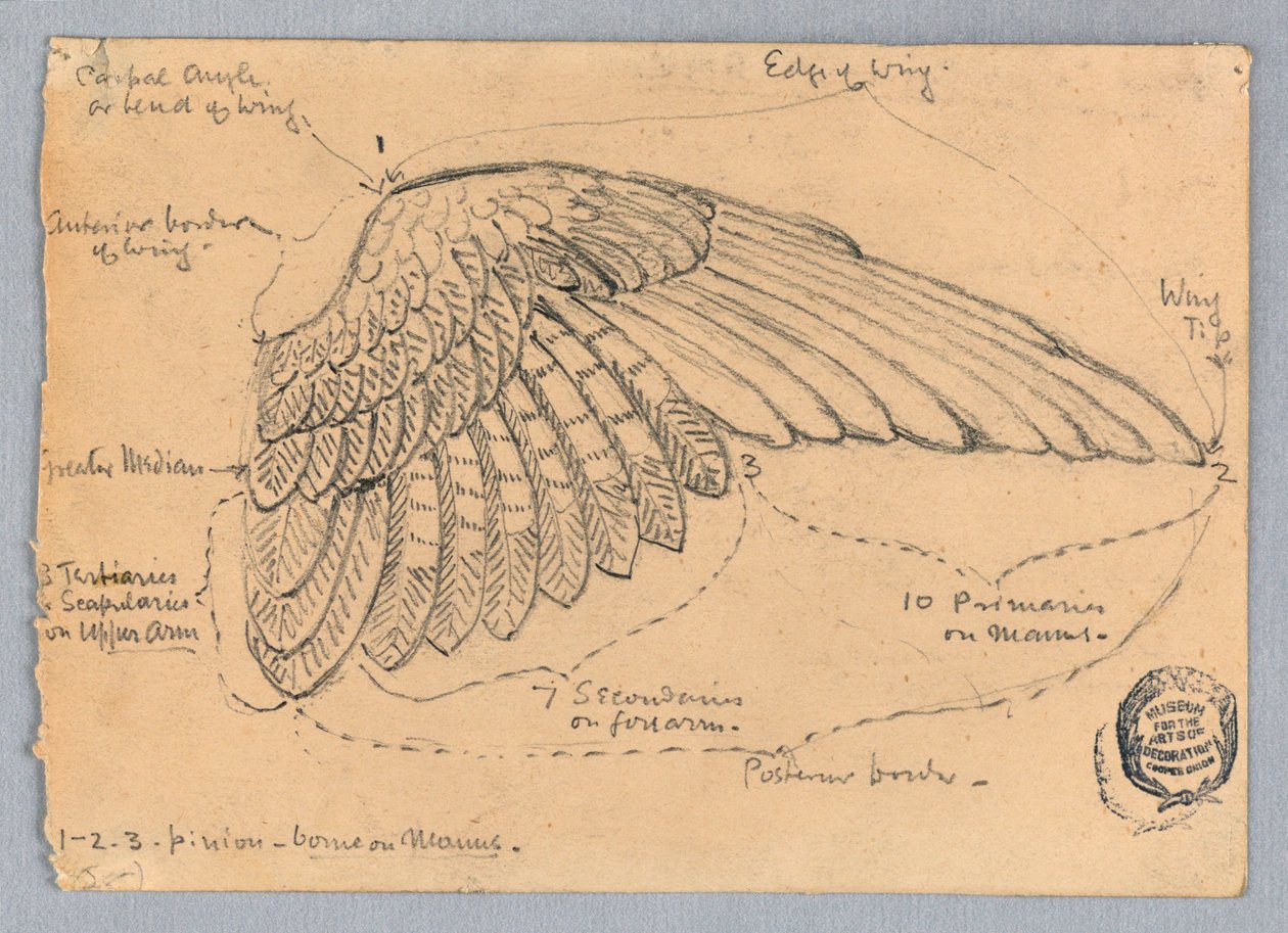 Studie eines Flügels von Francis Augustus Lathrop