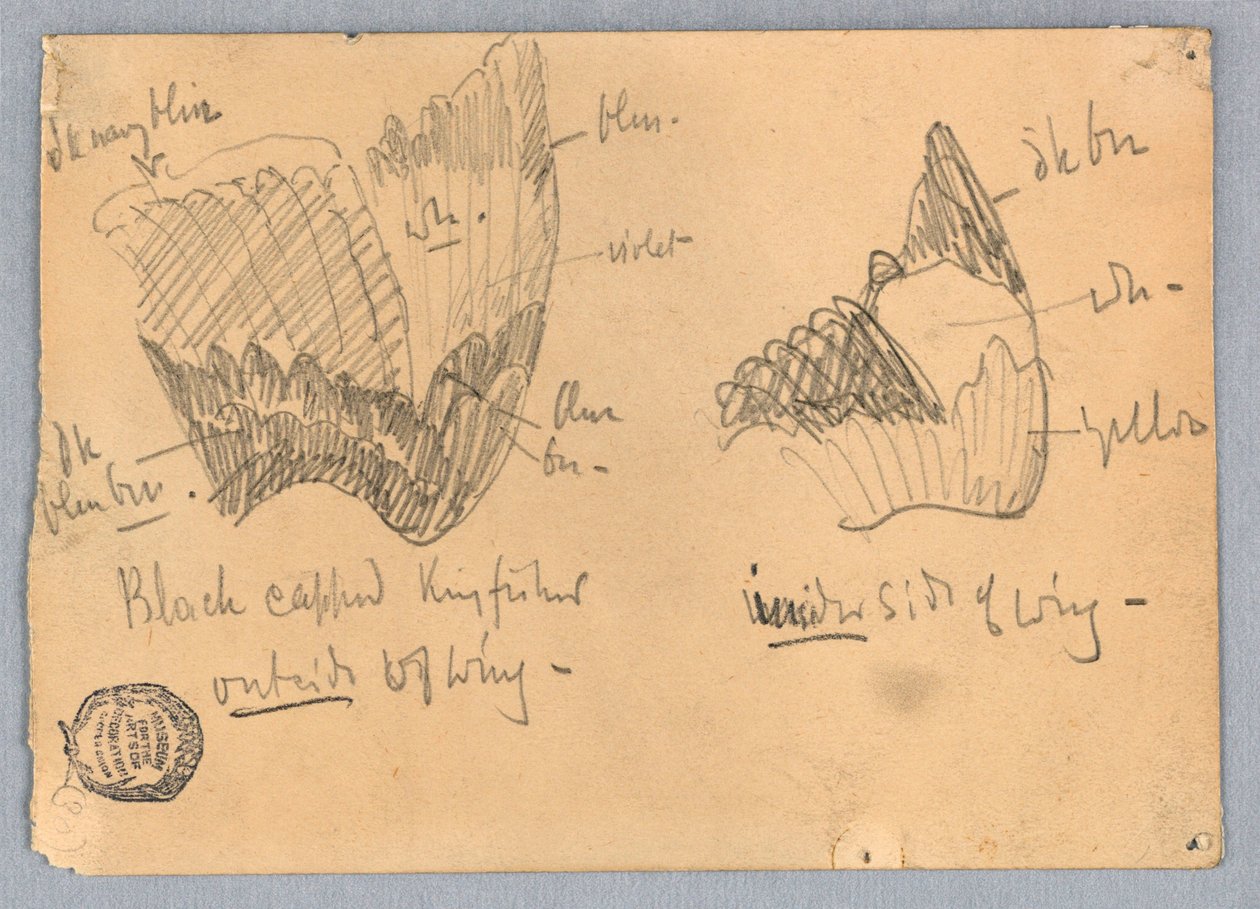 Flügel eines Schwarzkehl-Eisvogels von Francis Augustus Lathrop