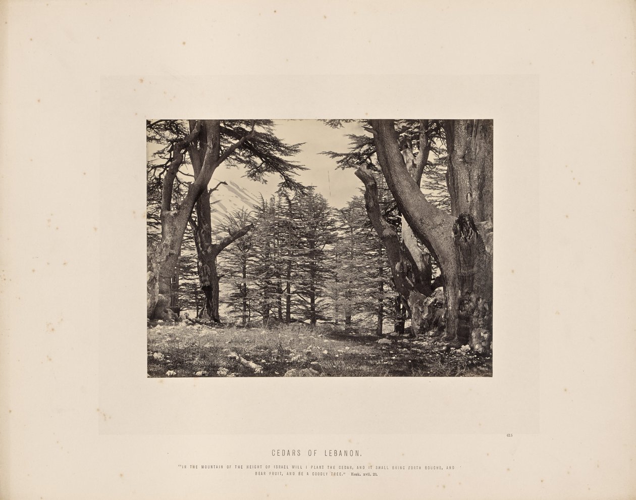 Zedern des Libanon von Francis Frith