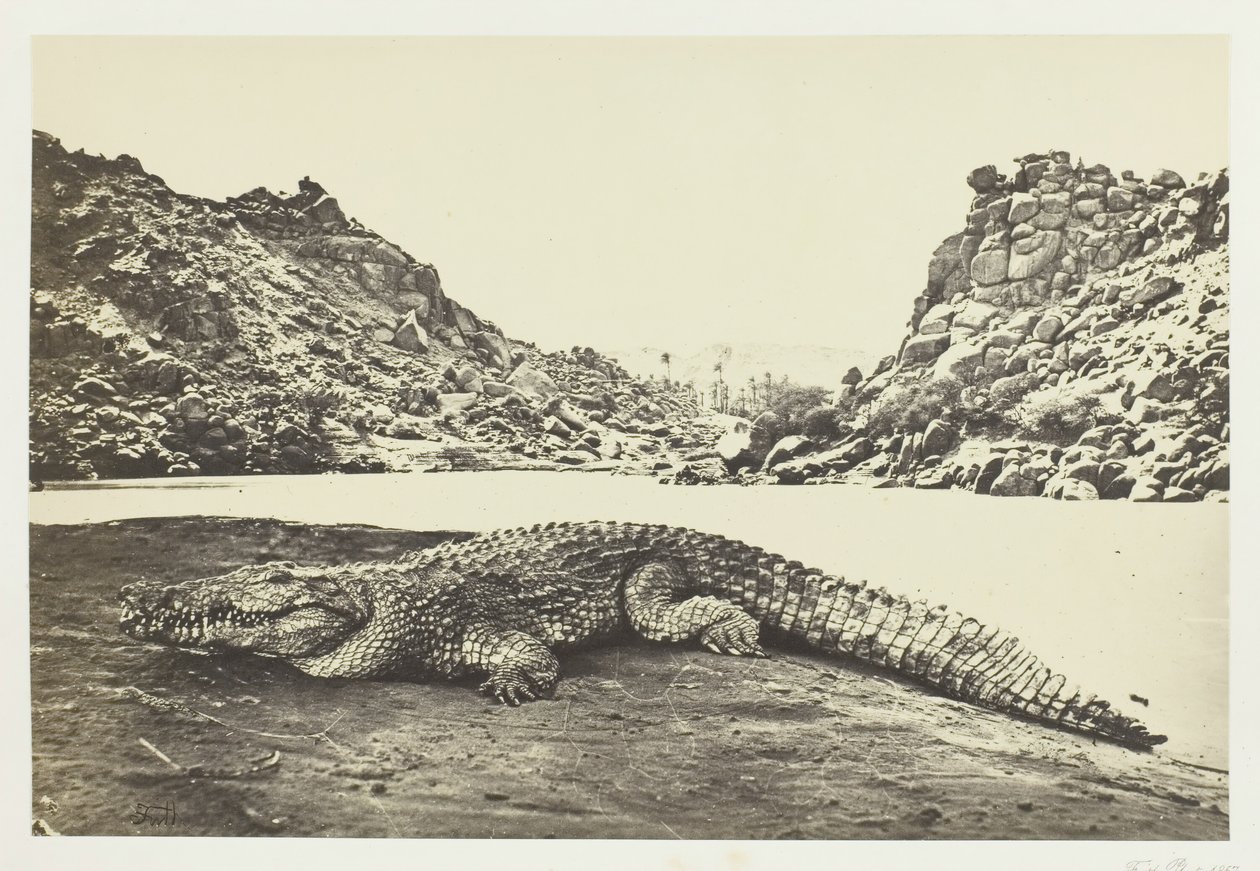 Krokodil auf einer Sandbank, 1857 von Francis Frith