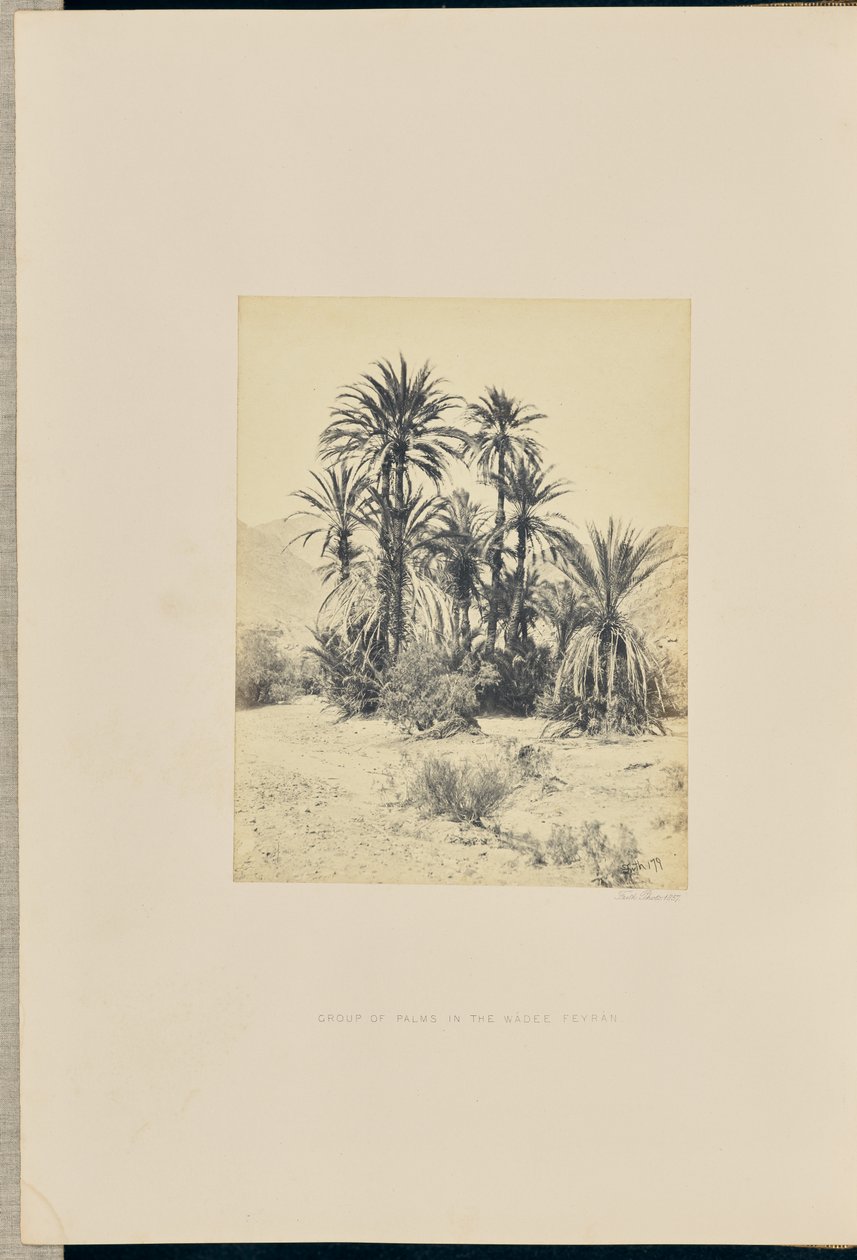 Gruppe von Palmen im Wadee Feyran von Francis Frith