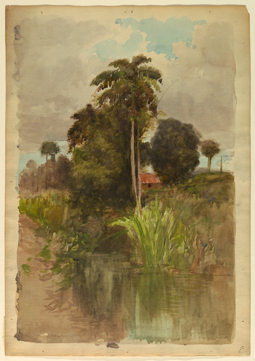 Studie von Palmen von Francis Hopkinson Smith