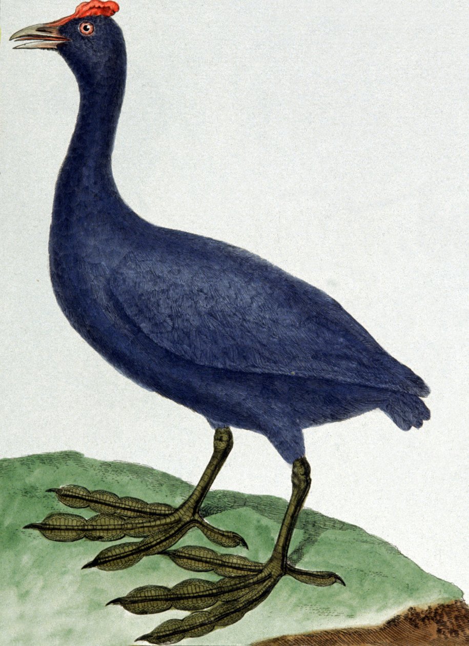 Madagaskar von Francois Nicolas Martinet