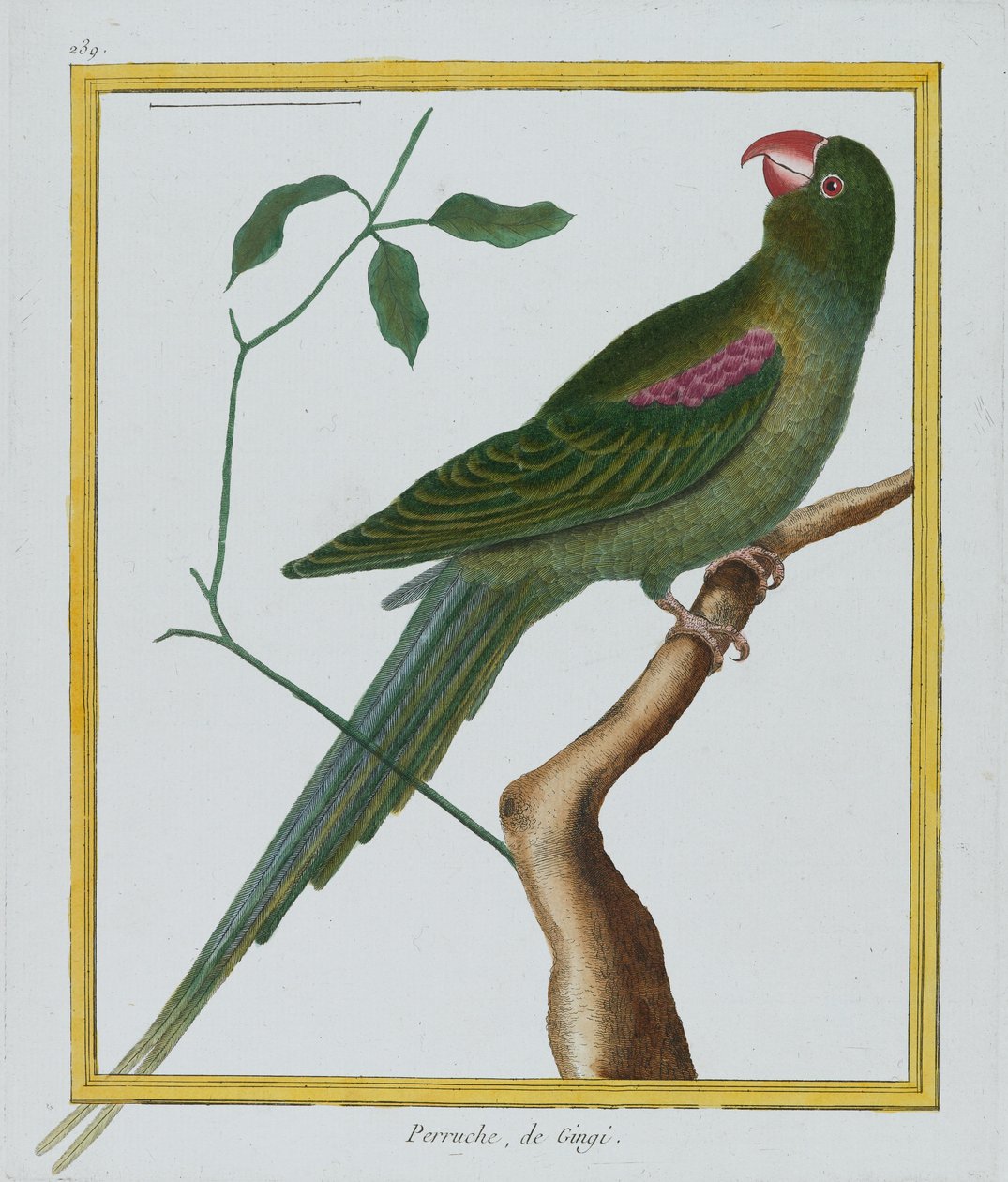 Perruche, de Gingi, ca. 1770-86 von Francois Nicolas Martinet
