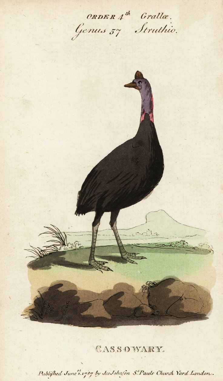 Südlicher Kasuar, Casuarius casuarius von Francois Nicolas Martinet