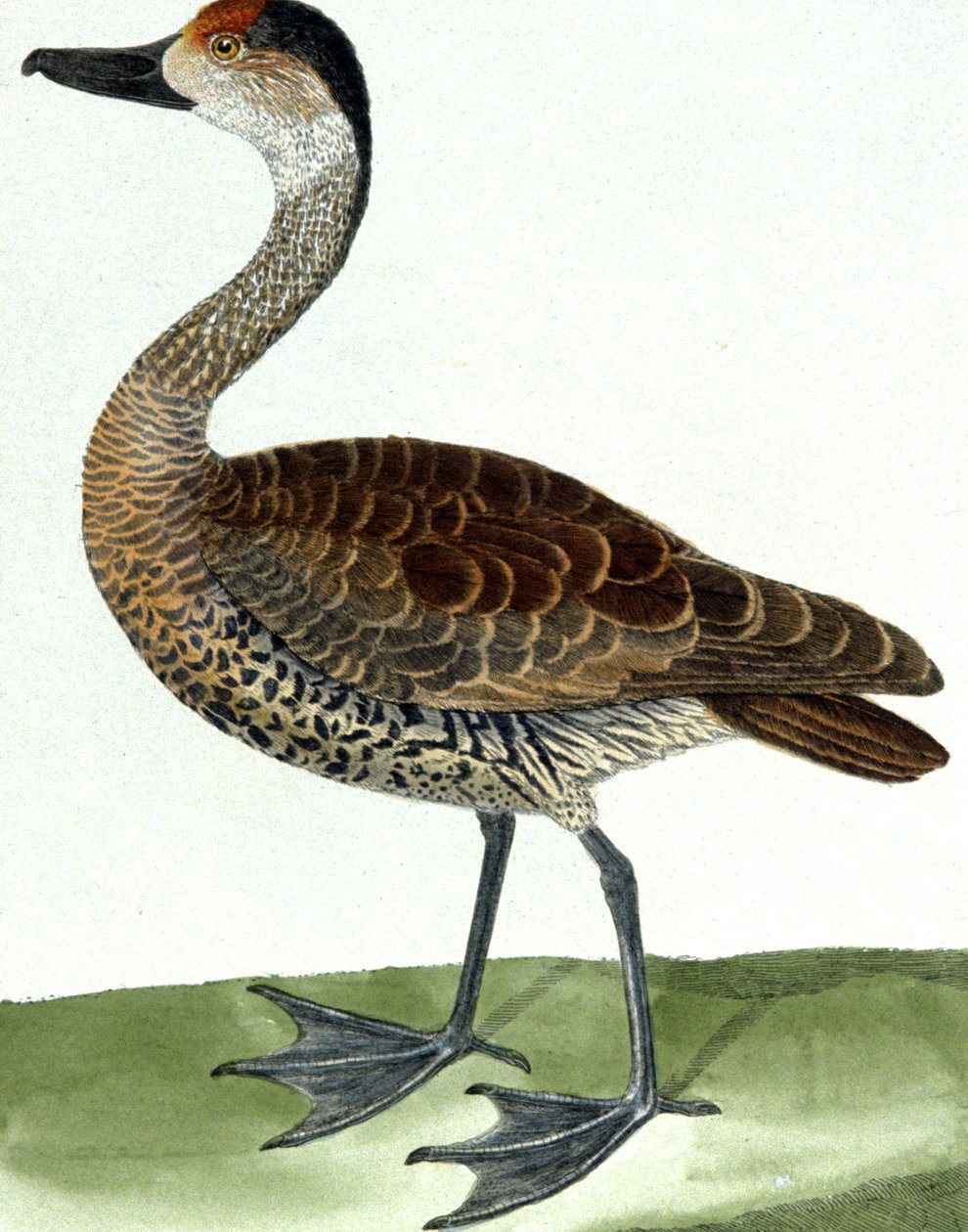 Die Pfeifente von Francois Nicolas Martinet