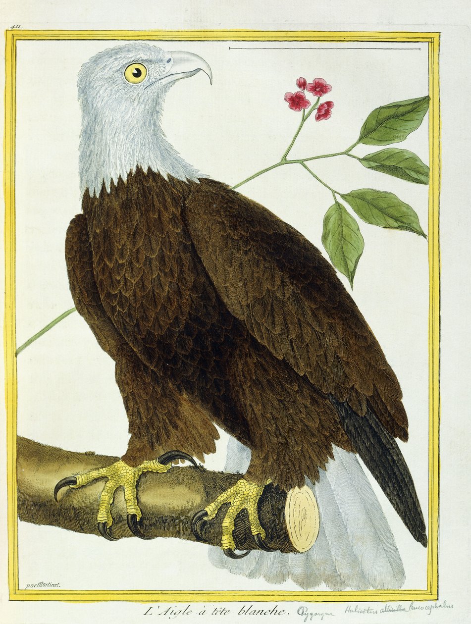 Weißkopfseeadler, ca. 1770-1786 von Francois Nicolas Martinet