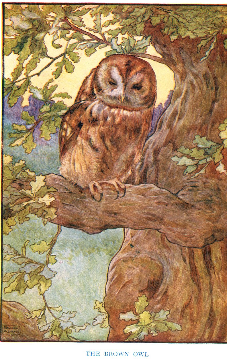 Die braune Eule, Illustration aus 