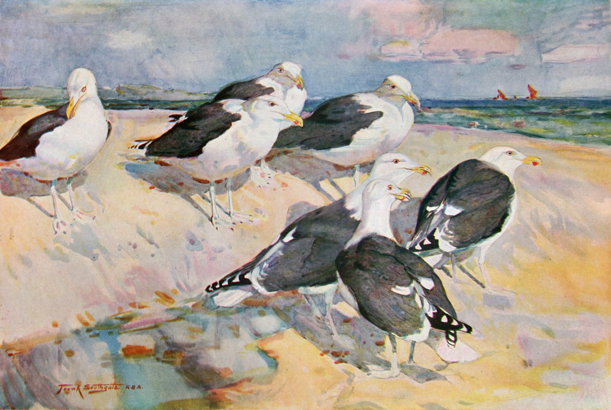 Mantelmöwen, Illustration aus 