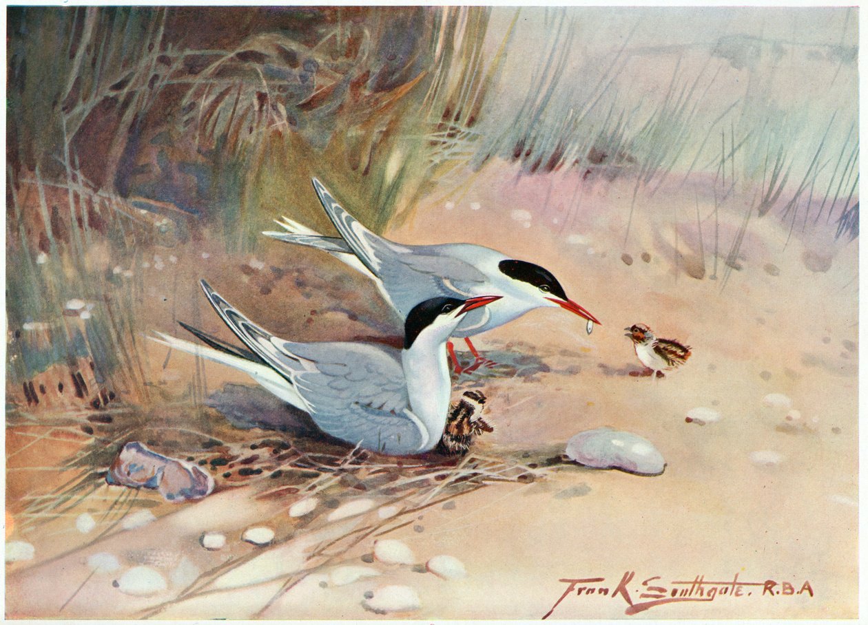 Flussseeschwalbe, Illustration aus 