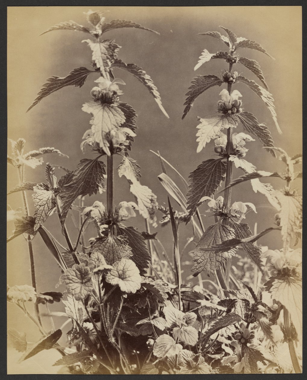Blumenstudie von Frank Mason Good