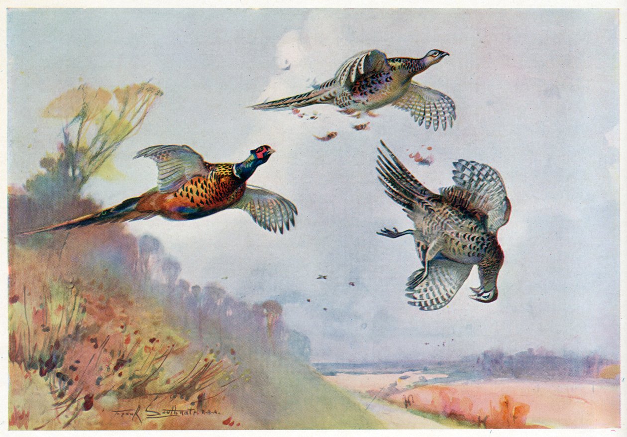 Hohe Fasane, Illustration aus 