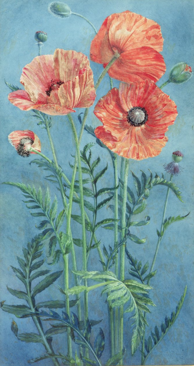Mohnblumen, 1916 von Frank Steeley
