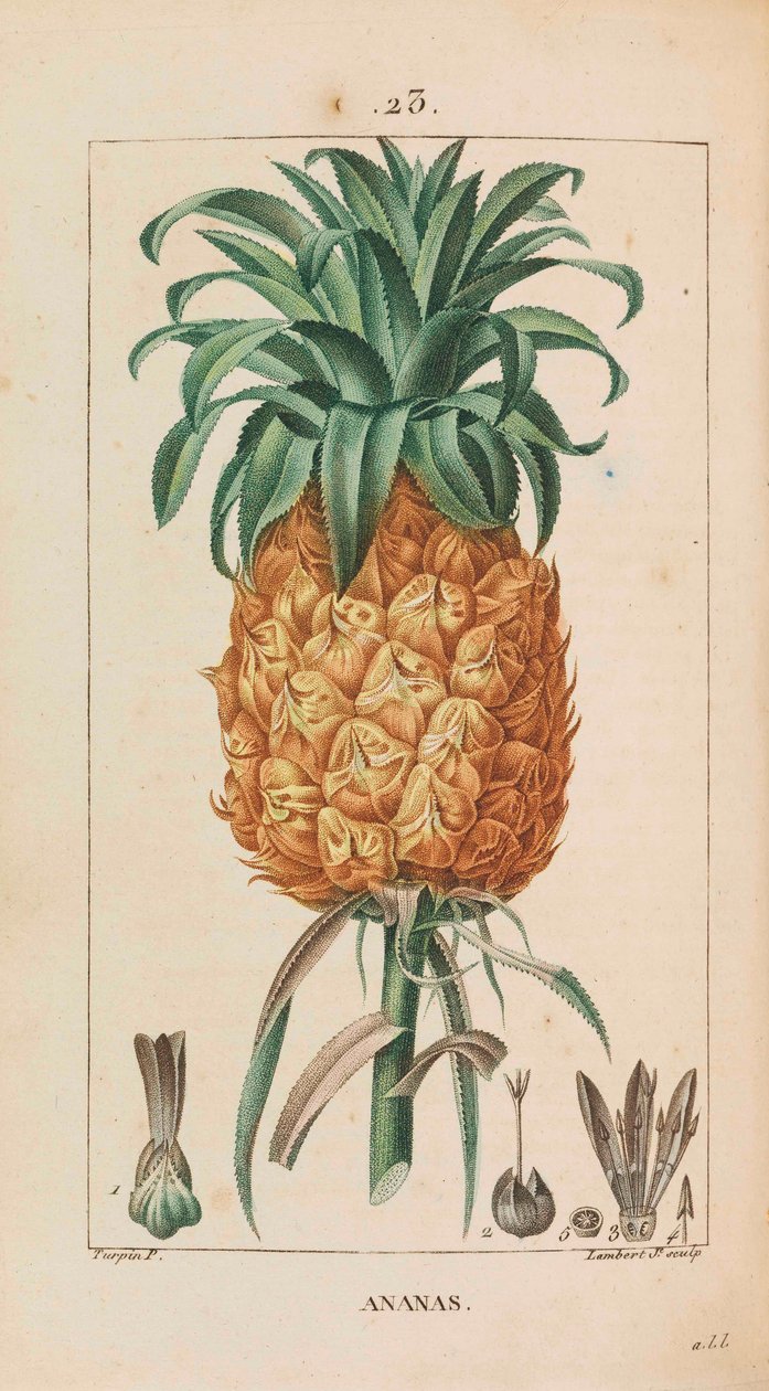 Ananas. Flore médicale, 1814-1820 von François Pierre Chaumeton