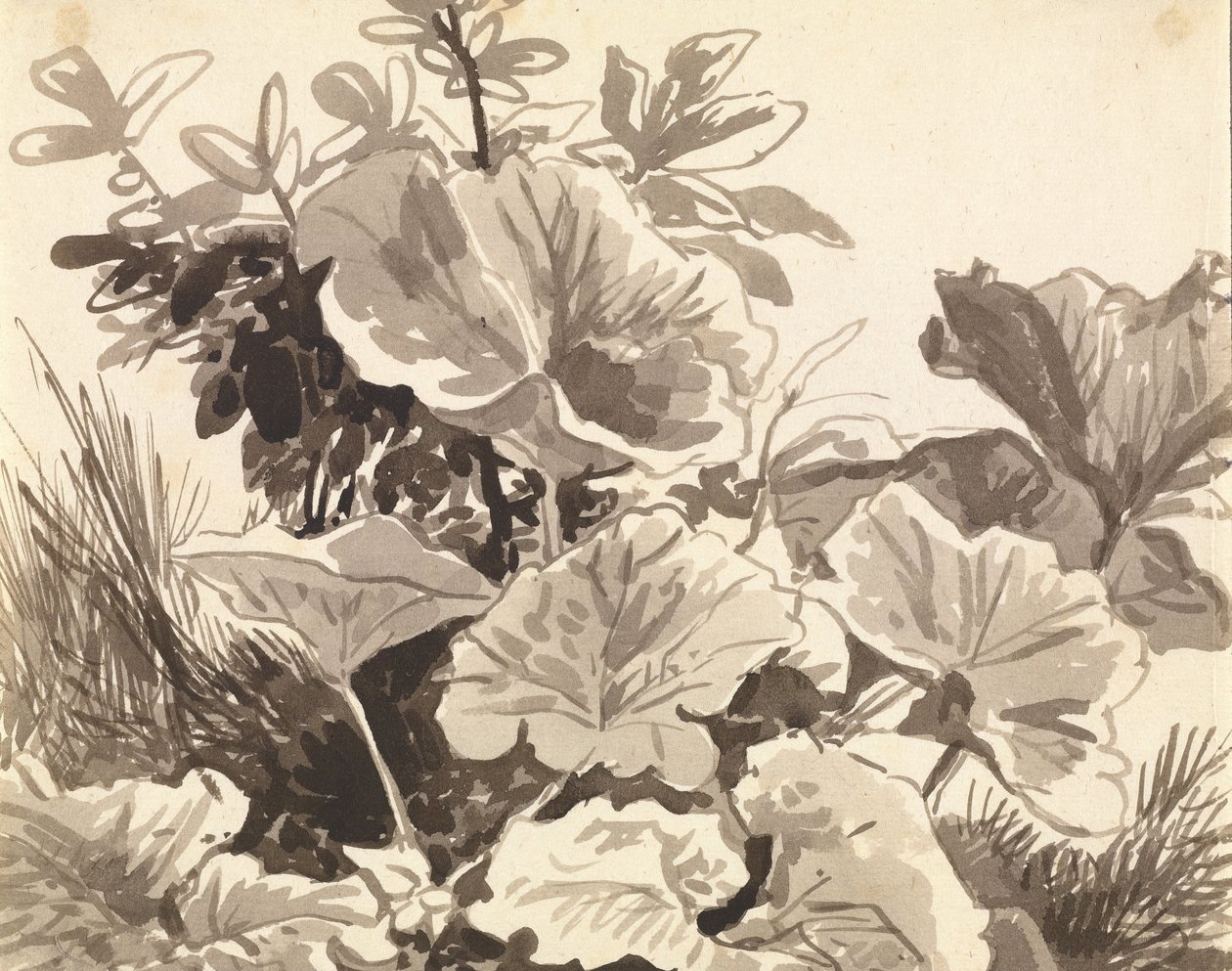 Studie von Huflattichblättern von Franz Innocenz Kobell